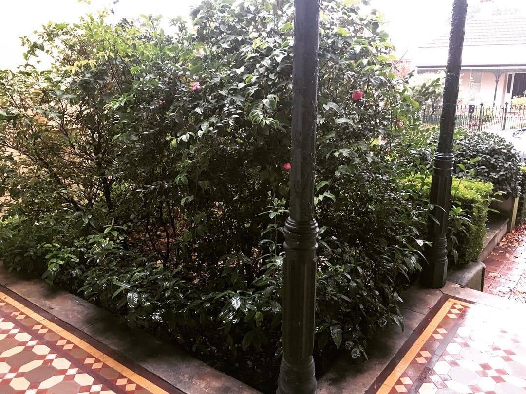 Garden Before Transformation